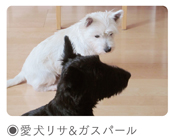 愛犬リサ＆ガスパール
