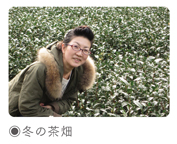 冬の茶畑