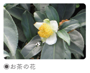 お茶の花